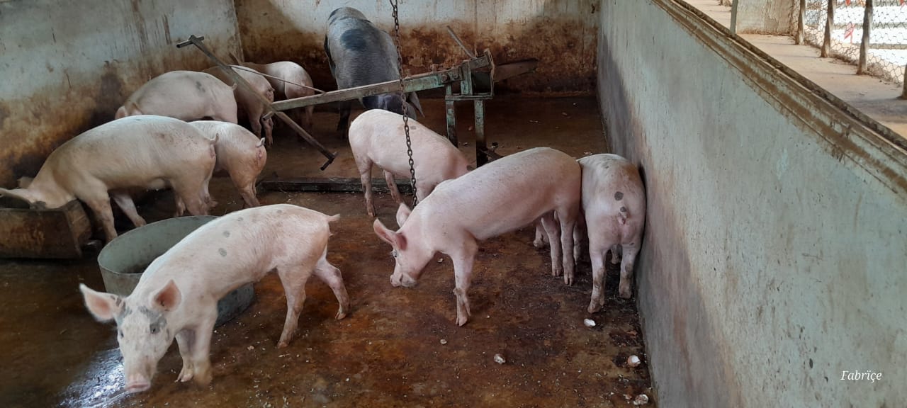 Pig Farm Project